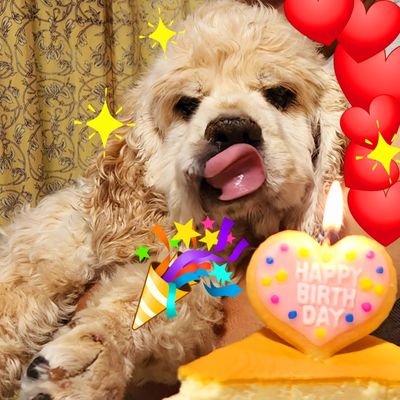 急なフォロー失礼します。怪しい者ではございません💧 アカウント乗っ取られてしまい復旧ならず新に作りました。🇫🇷🐓🧢ありがとう🫶 12/26🌈切望 🐶しらす💓動物全般💓DeNA⚾️💓