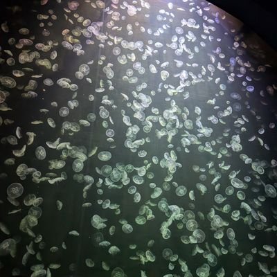 qOWsnNOZHy36472's profile picture. 大手塾の無い地方からWebサービス利用でどこまでいけるか。
記録用
2029♂浜学園Web　フォトンオンライン
2031♂ぴぐま