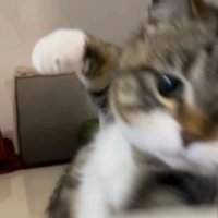 SoCalDic (@socaldic) 's Twitter Profile