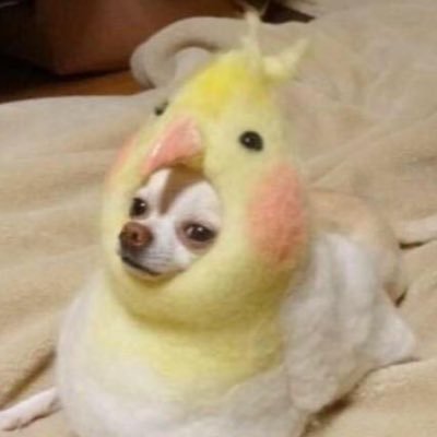@WTF_puppygirl