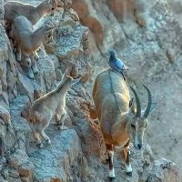 بشّام_بلوچ☛✤ (@farooqali485611) 's Twitter Profile