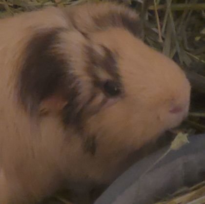 #actuallyautistic, she/her, LGBTQA+ ally, ace, #BLM art/writer TTTE #pokemon, #guineapig mom, BA psy ACNH, 35, #mentalhealth, #anime, FFX, bookworm. NO DMS
