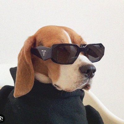 zigoscrypto's profile picture. never say never