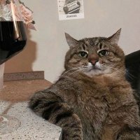 Bijolandendall (@bijolandendall) 's Twitter Profile