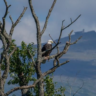 Tbird197666's profile picture.