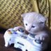 Aditya (@aditya453997468) Twitter profile photo Aditya (@aditya453997468) Twitter profile photo