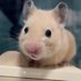 ラードとコンソメ🐹 (@mlu27u) Twitter profile photo ラードとコンソメ🐹 (@mlu27u) Twitter profile photo