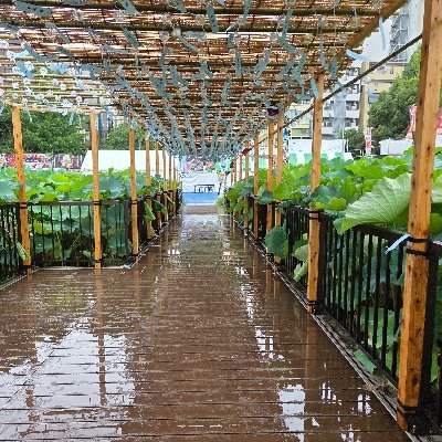 Quirushie's profile picture. しがないエンジニア。いわゆるWeb系。
会社の金でchatgpt pro使える会社に行きたい。