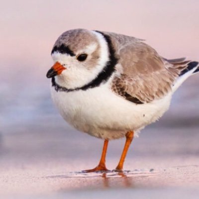 Plover_PL's profile picture. https://t.co/QiNuLYScvv

https://t.co/MsaFE49Qd8
