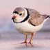 Plover_PL (@plover_pl) Twitter profile photo Plover_PL (@plover_pl) Twitter profile photo