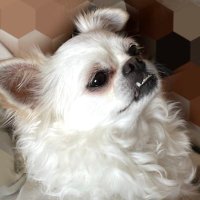 犬チャン氏 (@ramram_24_) 's Twitter Profile