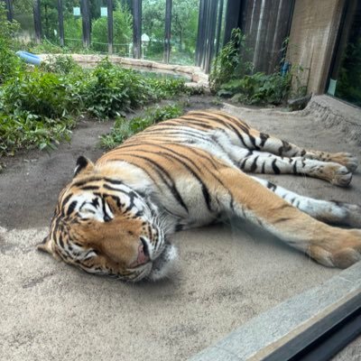2021年まで大学生活のため札幌在住。一時は二郎とシャカリキを狂ったように食べていた…💭 札幌行ける機会は少ないけど行ったらとりあえず🍜食べまくる