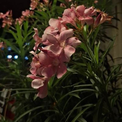 บางเวลาทวิตเรื่อยเปื่อย | รีทวิต
