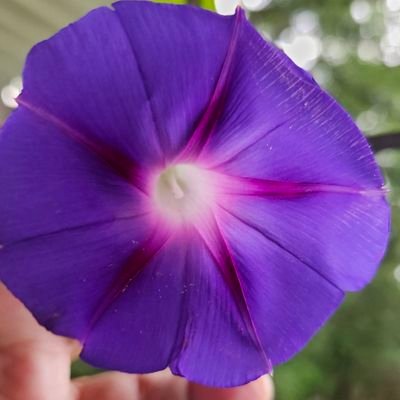 Mollyfinn374476's profile picture. I'm from Northern Michigan, a Yooper. I'm here to help bring hope in Jesus Chris as I am able. Humanity is at a make it or break it stage. I want us to make it.