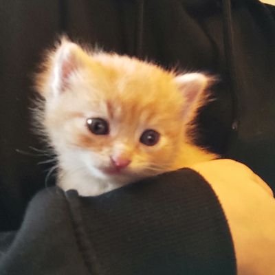 just an orange cat doing orange cat activities