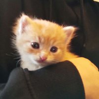 Ocean (orange cat) (@oceanorangecat) 's Twitter Profile
