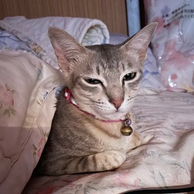 Dodo_cat_dodo's profile picture. 