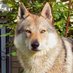Ulrich Russ (@russ78409) Twitter profile photo Ulrich Russ (@russ78409) Twitter profile photo