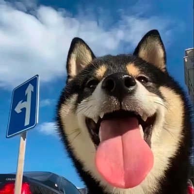 YimingSUN176642's profile picture. 