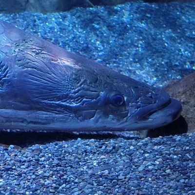 Pirarucu™ Profile