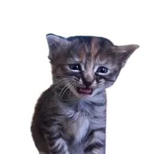 silxntepiphany's profile picture. -𝚜𝚑𝚎𝚍𝚝𝚠𝚝 ~ 𝚖𝚒𝚊
-𝚗𝚍𝚗𝚒!!!