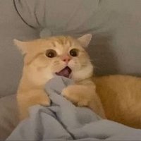 Vexera (@vexeravlrt) 's Twitter Profile