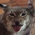 Laughing Lynx (@laughinglynx2) Twitter profile photo Laughing Lynx (@laughinglynx2) Twitter profile photo