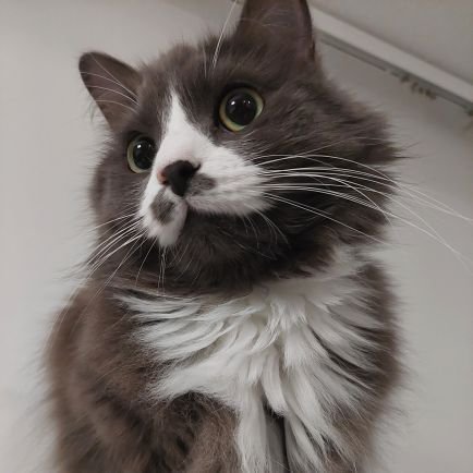 momothegraycat's profile picture. Momo, 4 y.o tom cat from Finland | 1 momb per day unless i forget