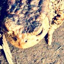 Dave Eastham - @davethegibbon - Twitter