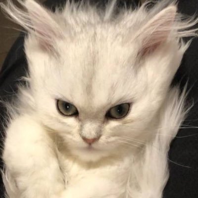 chabichibu's profile picture. 🎃✨