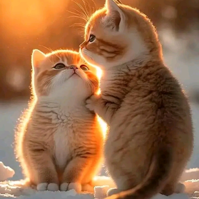 AbbahSascom's profile picture. 