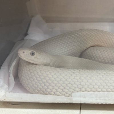 爬虫類/サルバ×1、マングローブモニター1、テキラスラットスネーク1、カリキン×2、レオパ×5、ニシアフ×5、クレス×2、リクガメ×1/哺乳類/フェレット×4、カラージャービル、ハムスター、ヒメウズラ、パンダマウス、ファンシーラット、ヤワゲネズミ、ハツカネズミ、ヤマネ飼ってます。