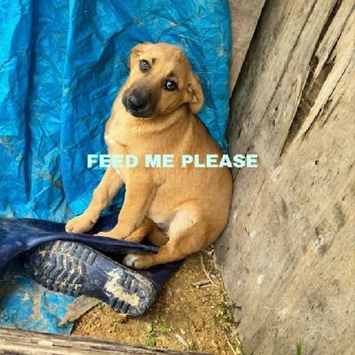 we're Godly gifted lovers of homeless and abandoned pets. we rescue and provide them with shelter, food and vet care
Your donation makes a positive impact👇🌈