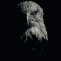 Bitboynazzy🕊️ (@bitboynazzy) 's Twitter Profile