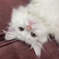 Aaquib khatik (@aaquibkhatik3) 's Twitter Profile