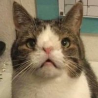 Gabaghoul (@tmacproper) 's Twitter Profile