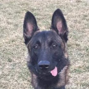 hipswontlie's profile picture. inglorious redeployment of a mischievous tyrant