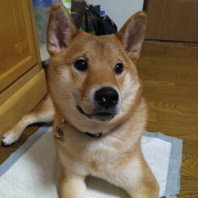 ポケモン(浅知識)、モンハン、スプラが好き。
ガンダムが特に好きなオタクです!
最近はアークナイツにお熱!!
無言フォローするかもしれんのでよろしくです