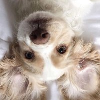 π α milo .α π― (@puppymilo_) 's Twitter Profile