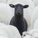 delikli peynir (@manilovaviyanka) Twitter profile photo