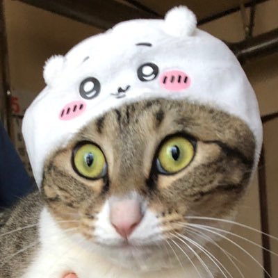 保護猫3にゃんの親です🐱 翔くんを溺愛しつつも5人が大好き💕 翔潤❤️💜#嵐 さんと同世代 FC会員❤️3/6ネメシスジャパンプレミア参加💕超至近距離翔くんからのファンサ貰えた記念日✨