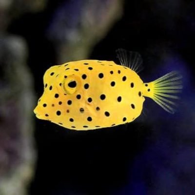 水産仲卸専門のライターです。幼い頃から魚が好きで、知り合いに仲卸で働く方が多く、仲卸をよりメジャーな職業や文化にしたいです!