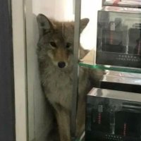 QuesOw0🐺🧀 (@quesow0) 's Twitter Profile