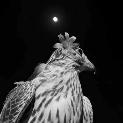 iif5i_'s profile picture. القِلب مرحَب بك ياطلِه محياه .