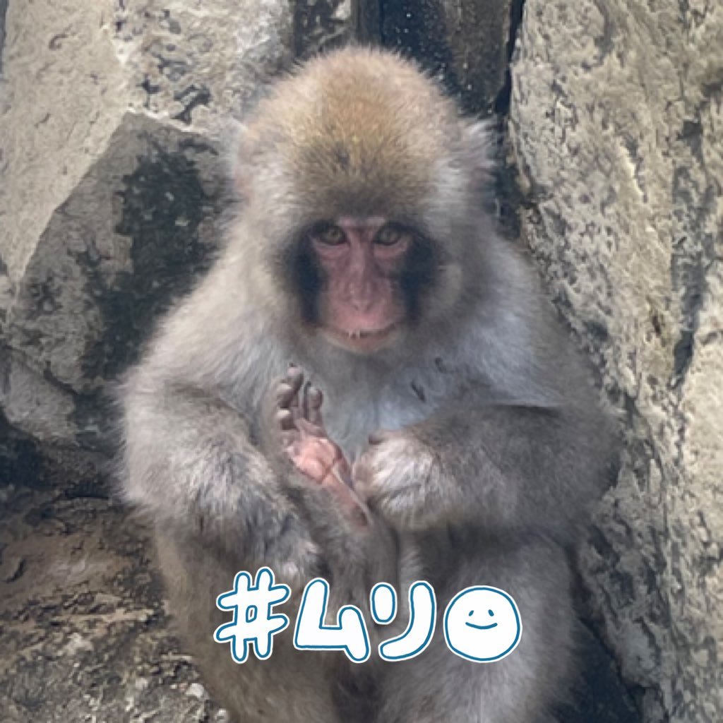 基本の行動・発言は猿と同等。ちうごく、深圳とかいう猿の国から帰ってきた社畜猿。台湾は仕事で行きすぎてもうお腹いっぱい。猿だけどソフトテニスとクラフトビール、サウナが大好き❤️