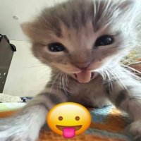 giu (@glupsm0glods) 's Twitter Profile
