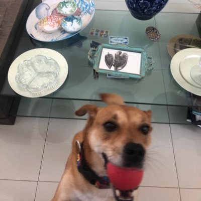 JoyBrvaronil's profile picture. Puro suco 🌸💚💛