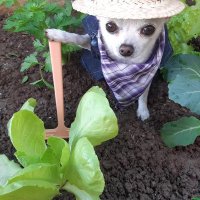 마콤배지락국수 (@macomis2) 's Twitter Profile