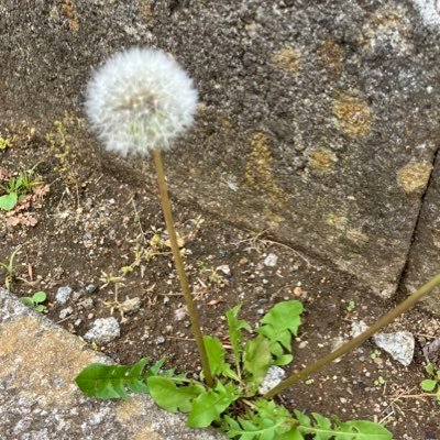 ayuukatu's profile picture. 借金550万/24歳/ギャンブル依存症💸