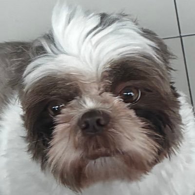 Tô com preguiça de pensar em alguma coisa para botar aqui